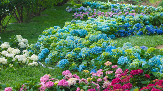 世界花卉大观园